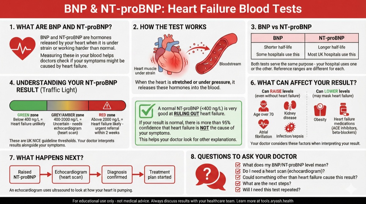 BNP blood test infographic preview